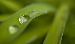 Preview wallpaper grass, drops, dew, blur