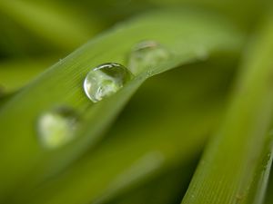 Preview wallpaper grass, drops, dew, blur