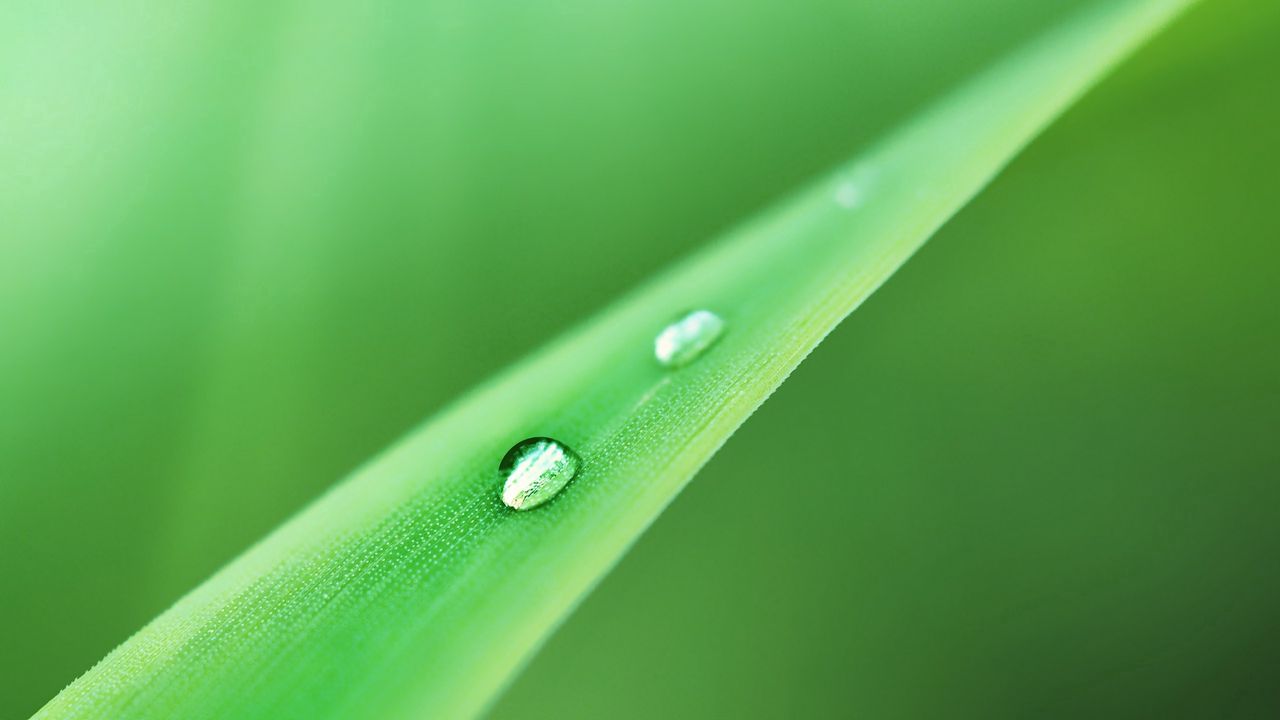 Wallpaper grass, drops, dew, green