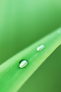 Preview wallpaper grass, drops, dew, green