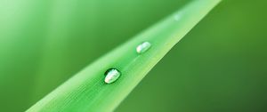 Preview wallpaper grass, drops, dew, green