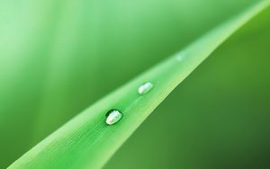 Preview wallpaper grass, drops, dew, green