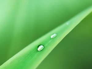 Preview wallpaper grass, drops, dew, green