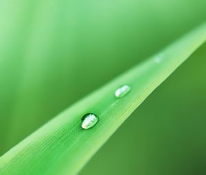 Preview wallpaper grass, drops, dew, green