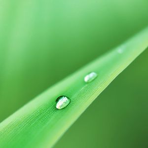 Preview wallpaper grass, drops, dew, green