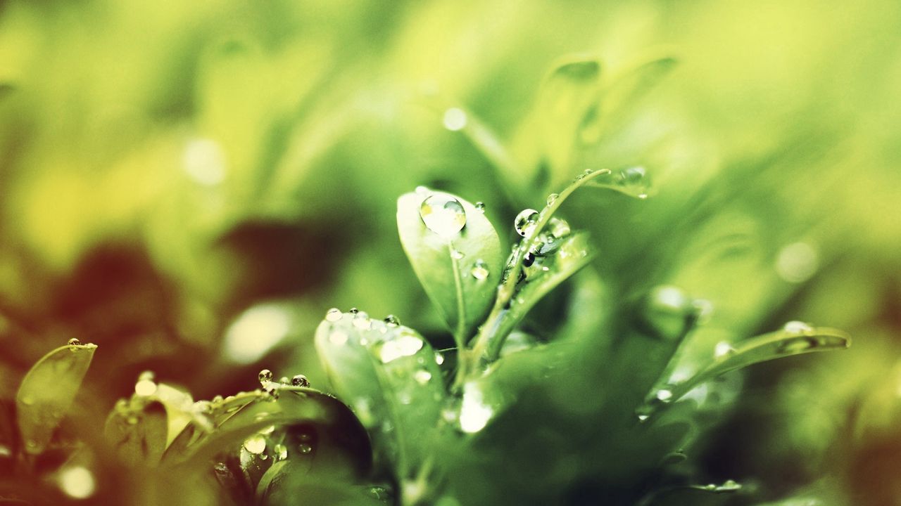 Wallpaper grass, drops, dew, morning, water