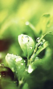 Preview wallpaper grass, drops, dew, morning, water