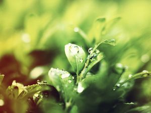 Preview wallpaper grass, drops, dew, morning, water