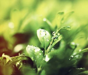 Preview wallpaper grass, drops, dew, morning, water