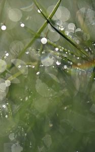 Preview wallpaper grass, drops, dew, bokeh, macro