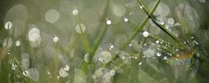 Preview wallpaper grass, drops, dew, bokeh, macro