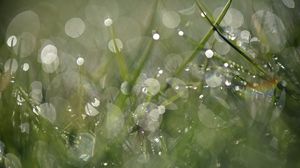 Preview wallpaper grass, drops, dew, bokeh, macro