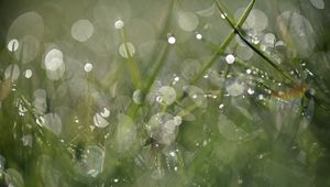 Preview wallpaper grass, drops, dew, bokeh, macro