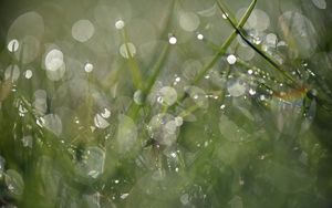 Preview wallpaper grass, drops, dew, bokeh, macro