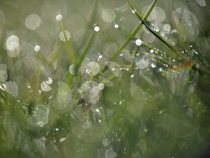 Preview wallpaper grass, drops, dew, bokeh, macro