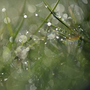 Preview wallpaper grass, drops, dew, bokeh, macro