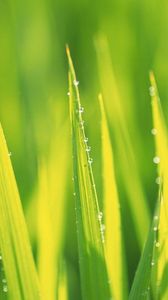 Preview wallpaper grass, drops, dew, summer, morning