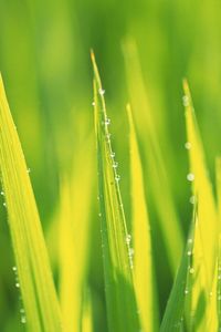 Preview wallpaper grass, drops, dew, summer, morning