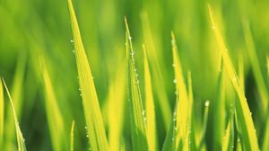 Preview wallpaper grass, drops, dew, summer, morning