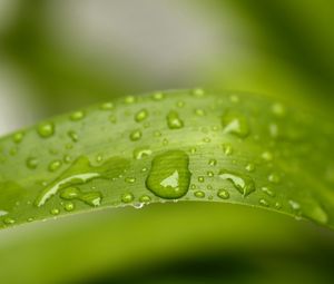 Preview wallpaper grass, drops, dew