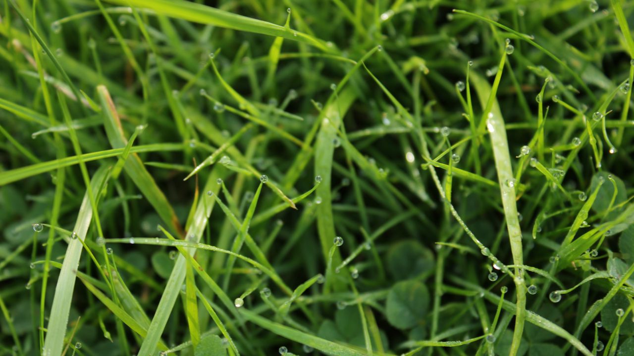 Wallpaper grass, drops, dew, water, macro, greenery