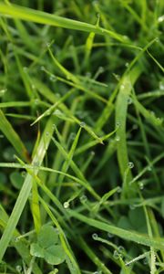 Preview wallpaper grass, drops, dew, water, macro, greenery