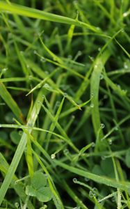 Preview wallpaper grass, drops, dew, water, macro, greenery