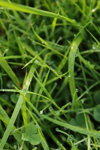 Preview wallpaper grass, drops, dew, water, macro, greenery