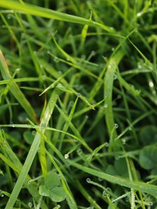 Preview wallpaper grass, drops, dew, water, macro, greenery