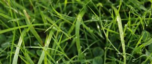 Preview wallpaper grass, drops, dew, water, macro, greenery