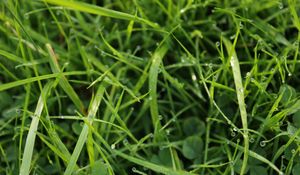 Preview wallpaper grass, drops, dew, water, macro, greenery