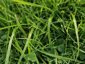 Preview wallpaper grass, drops, dew, water, macro, greenery