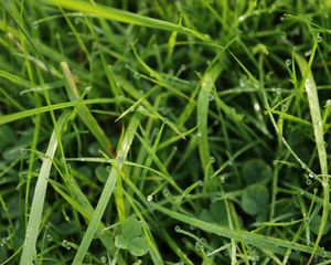 Preview wallpaper grass, drops, dew, water, macro, greenery