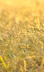 Preview wallpaper grass, drops, dew, sunlight, macro