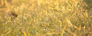Preview wallpaper grass, drops, dew, sunlight, macro