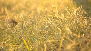 Preview wallpaper grass, drops, dew, sunlight, macro