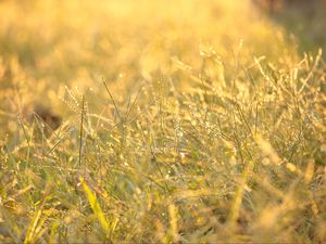 Preview wallpaper grass, drops, dew, sunlight, macro