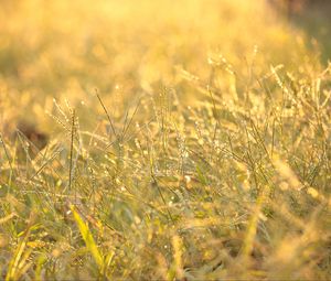 Preview wallpaper grass, drops, dew, sunlight, macro