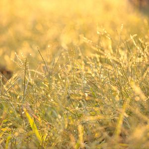 Preview wallpaper grass, drops, dew, sunlight, macro