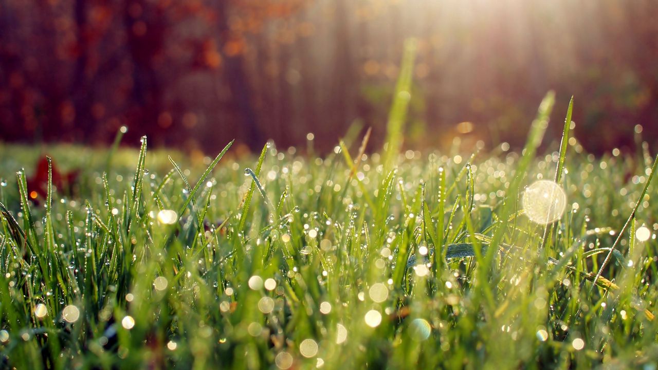 Wallpaper grass, drops, dew hd, picture, image