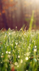 Preview wallpaper grass, drops, dew