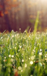 Preview wallpaper grass, drops, dew