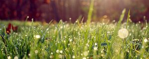 Preview wallpaper grass, drops, dew