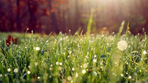 Preview wallpaper grass, drops, dew