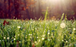 Preview wallpaper grass, drops, dew