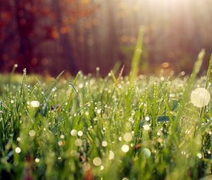 Preview wallpaper grass, drops, dew