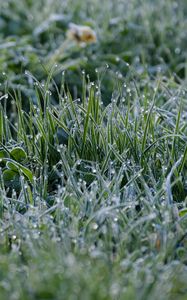 Preview wallpaper grass, drops, dew, rain, macro