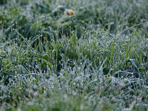 Preview wallpaper grass, drops, dew, rain, macro