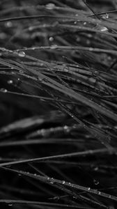 Preview wallpaper grass, drops, dew, rain, dark, macro