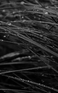 Preview wallpaper grass, drops, dew, rain, dark, macro